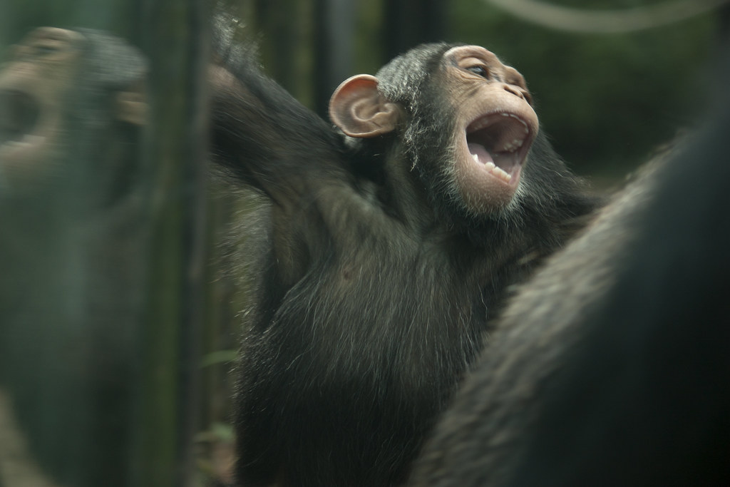 Toddler chimpanzee Shangwe - Artis Royal Zoo