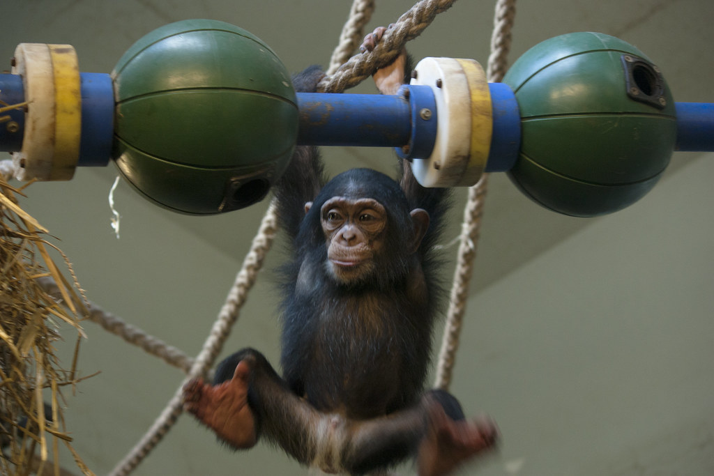 Toddler chimpanzee Shangwe, playing and exploring - Artis Royal Zoo